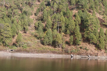 flamingos in the water