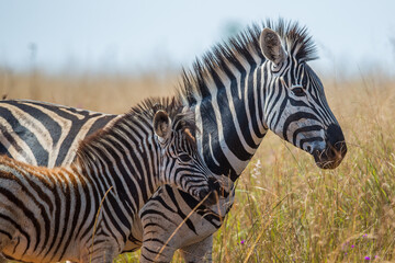 Fototapeta na wymiar Zebra with her zebra foal in the bush