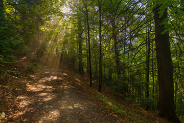 Magical spring morning in a beech forest, the sun rays pass through the tree branches and through the fog and create a fairytale light over the mountain path through the forest. Nature revival concept