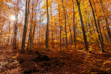 Autumn beech forest with sun rays among yellow leaves. Golden bright mystical mysterious landscape with fabulous trees. A journey through the forest. Beauty of nature. Natural background for design