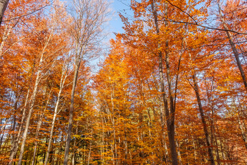 Autumn beech forest with sun rays among yellow leaves. Golden bright mystical mysterious landscape with fabulous trees. A journey through the forest. Beauty of nature. Natural background for design