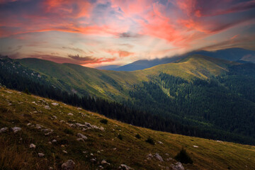 Natural alpine scenery with a dramatic sunset sky and colorful clouds. Young spruce trees forest conquer the empty high slopes of the mountains. Concept of ecology, conservation, deforestation