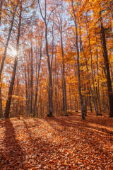 Autumn beech forest with sun rays among yellow leaves. Golden bright mystical mysterious landscape with fabulous trees. A journey through the forest. Beauty of nature. Natural background for design