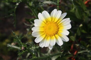 yellow flower in a garden