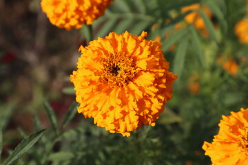 orange marigold flower in the garden