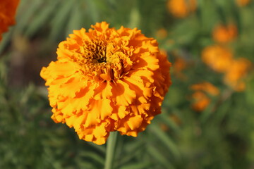 orange marigold flower in the garden