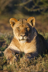 Lion (Panthera leo). Mashatu, Northern Tuli Game Reserve. Botswana