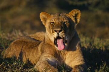 Lion (Panthera leo). Mashatu, Northern Tuli Game Reserve. Botswana