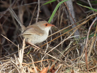 female superb fairy wren