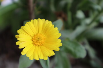 yellow flower in the garden