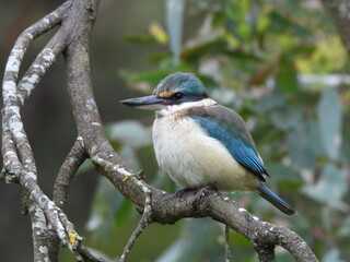sacred kingfisher on branch