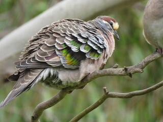 bronzewing pigeon on branch