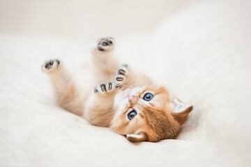 Katzenbaby, K&auml;tzchen liegt auf Sofa