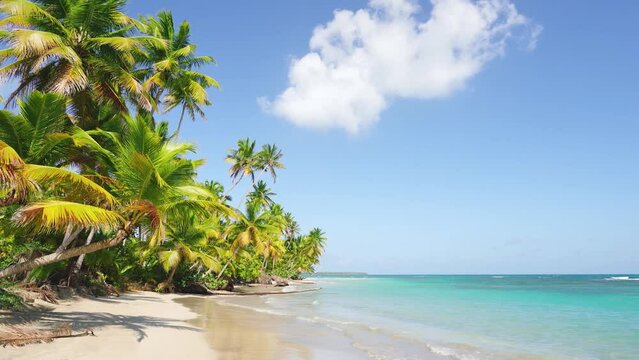 White sandy palm beach against a clear morning sky. White cloud over the turquoise ocean. Summer tropical landscape. Blue water in the Caribbean. Amazing and beautiful beach and palm trees