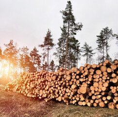 Fototapeta premium Log trunks pile, the logging timber wood industry. Forest pine and spruce trees.