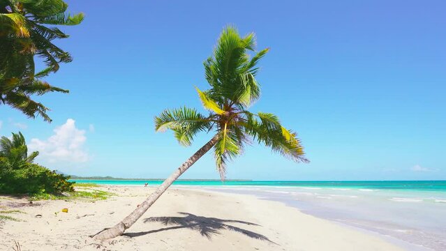 Wild big Caribbean tropical island beach with palm trees. Blue turquoise sea and white sand on the background. The coconut tree is resting above the sea water. Atlantic Ocean, Dominican beaches