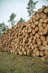 Stacked lumber wood by the road. Freshly cut pine logs. Concept of deforestation and ecology harm.