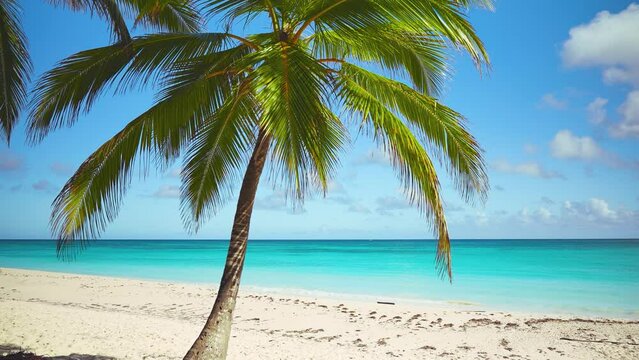 Rest on a deserted sea beach with palm trees. Journey to a paradise island. Turquoise ocean near the Dominican coast. Travel to Saona island, idyllic video with tropical sea beach, copy space.