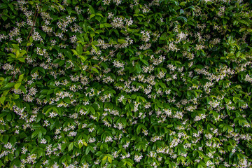 Fototapeta na wymiar background small white jasmine flowers on green foliage background