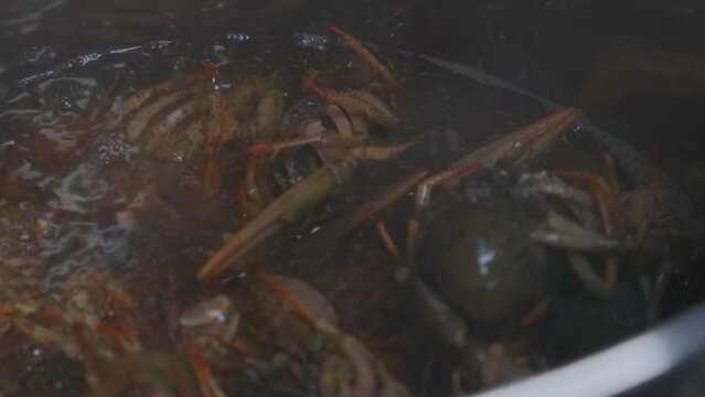 Put crayfish in boiling water in a saucepan