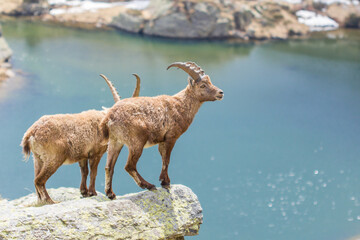 Stambecchi nei pressi di un lago alpino