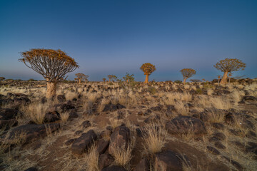 Sunrise in desert landscape of Quiver Tree Forest (Aloe dichotoma), Namibia, South Africa