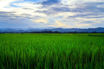 view of green rice field and mountains range in the valley of Luang namta-Laos	