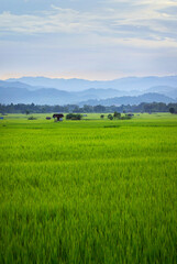 Fototapeta na wymiar view of green rice field and mountains range in the valley of Luang namta-Laos 