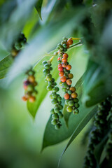 Colorful white Pepper on pepper tree in Indonesia