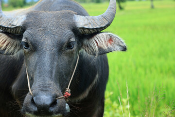 Close up of  water buffalo in  ricefield