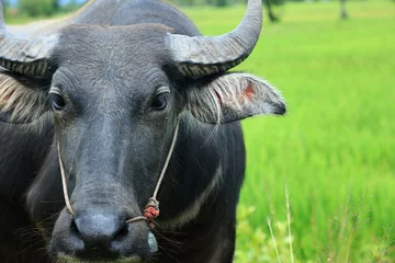 Crédence de cuisine en verre imprimé Buffle Close up of  water buffalo in  ricefield