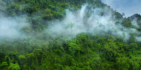 Fototapeta na wymiar Morning mist on the canopy in the mountains of the rainforest 
