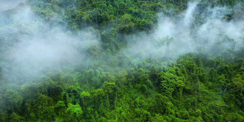 Fototapeta na wymiar Morning mist on the canopy in the mountains of the rainforest 