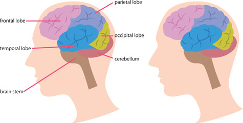 脳の構造の図解／Illustration of the structure of the brain - obrazy, fototapety, plakaty