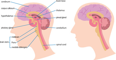 脳の構造の図解／Illustration of the structure of the brain