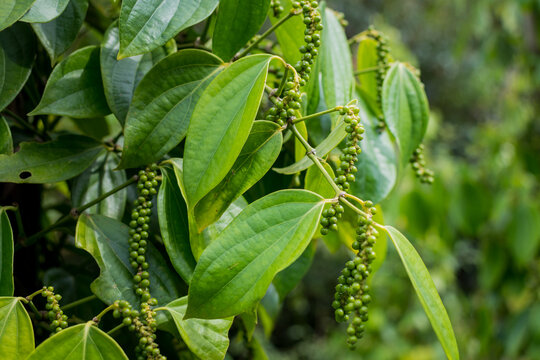 Colorful white Pepper on pepper tree in Indonesia