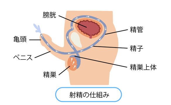 男性生殖器　射精のしくみ　ベクターイラスト