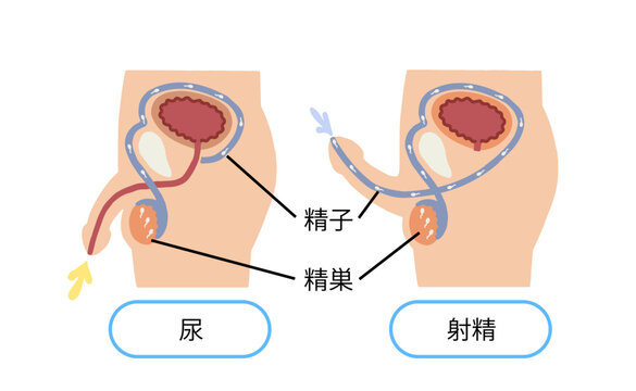 男性生殖器　射精のしくみ　ベクターイラスト