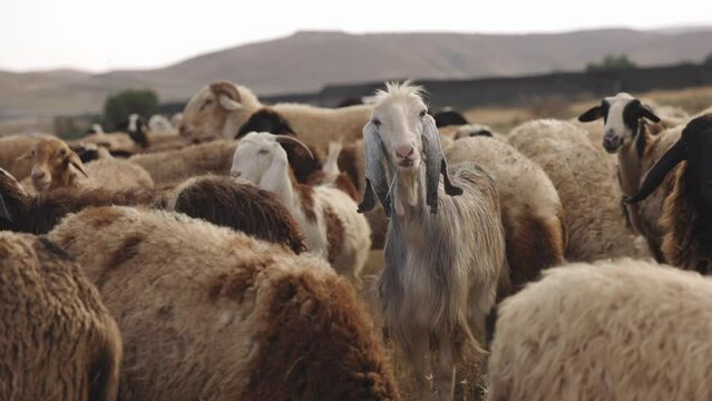 Sheep and goats parable in Israel