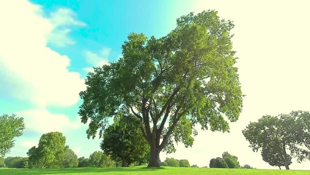 HD Circling a huge tree, shot 8.  Clockwise arc all the way around the tree full circle tight top to bottom full frame, no zoom with great sunlight through the tree and blue sky, reversible.