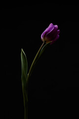 purple tulip with green leaves on black background