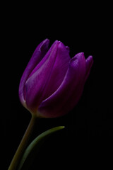 macro purple tulips on black background