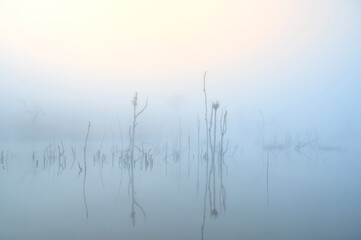 Dry trees in the natural park surrounded by fog. Reflection of a big branch in the water at dusk in National park,Thailand.Soft focus.