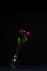glass vase with violet tulip on a black table on a black background