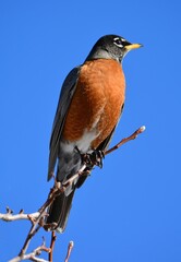 a red robin perched on  a tree branch on a sunny winter day in denver, colorado