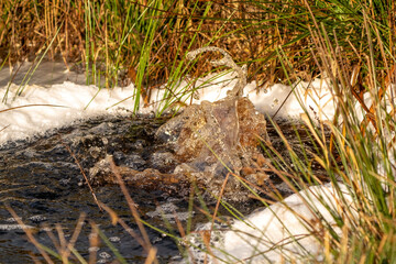 Close-up of a water source that blows up bubbling water. Spring, snow melt, dry grass everywhere. Day, cloudy weather, soft warm light in winter