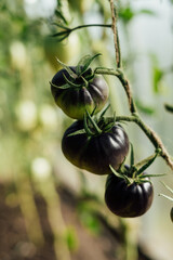 Fresh black tomatoes growing in the greenhouse. Black tomato Indigo Rose