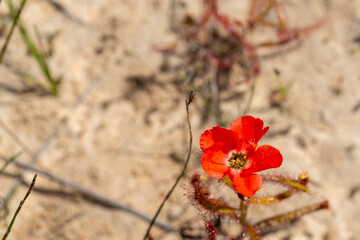 Obraz premium The beautiful red flowered form of the Sundew Drosera cistiflora in natural habitat, carnivorous plant, sticky plant, Western Cape of South Africa