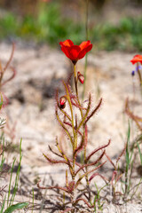 The beautiful red flowered form of the Sundew Drosera cistiflora in natural habitat, carnivorous plant, sticky plant, Western Cape of South Africa