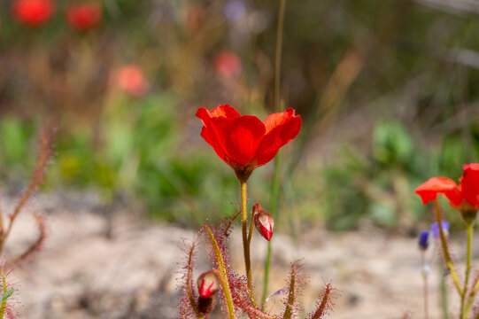 The beautiful red flowered form of the Sundew Drosera cistiflora in natural habitat, carnivorous plant, sticky plant, Western Cape of South Africa